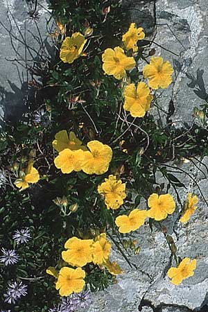 Helianthemum nummularium ? \ Kleinblttriges Sonnenrschen / Common Rock-Rose, I Tremalzo 30.6.1990