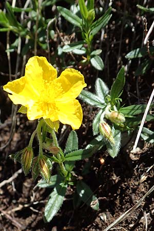 Helianthemum nummularium subsp. grandiflorum \ Grobltiges Sonnenrschen / Large-Flowered Rock-Rose, I Alpi Bergamasche, Pizzo Arera 7.6.2017