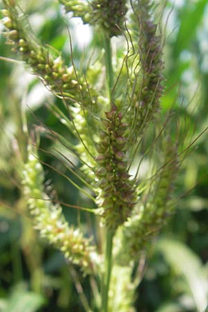 Echinochloa crus-galli \ Hhnerhirse / Cockspur, I Zoppola 31.7.2011