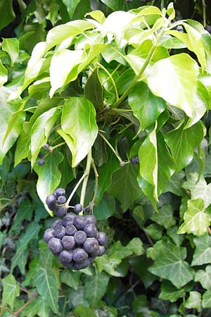 Hedera helix \ Efeu / Ivy, I Liguria, Castelvecchio di Rocca Barbena 19.5.2013