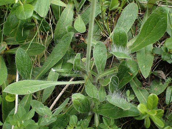 Hieracium hoppeanum \ Hoppes Habichtskraut / Hoppe's Hawkweed, I Südtirol,  Gsieser Tal 7.7.2022
