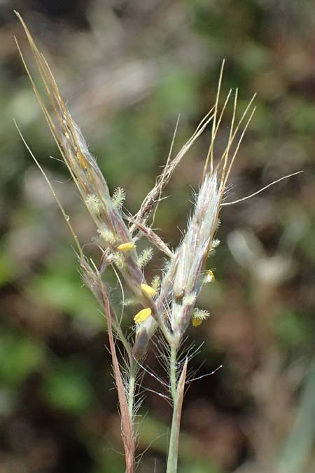 Hyparrhenia hirta \ Behaartes Kahngras / Thatching Grass, Coolatai Grass, I Liguria, Moneglia 26.9.2023