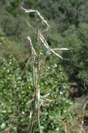 Hyparrhenia hirta \ Behaartes Kahngras / Thatching Grass, Coolatai Grass, I Liguria, Moneglia 26.9.2023