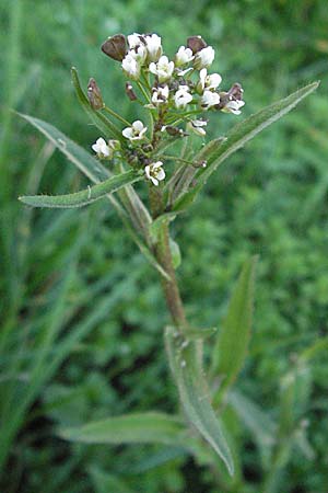 Capsella bursa-pastoris \ Hirtentschel / Shepherd's Purse, I Venedig/Venice Burano 18.2.2007