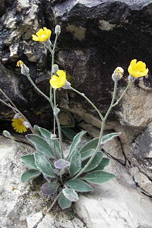 Hieracium tomentosum \ Filziges Habichtskraut / Wooly Hawkweed, I Monti Sibillini, Castelluccio 7.6.2007
