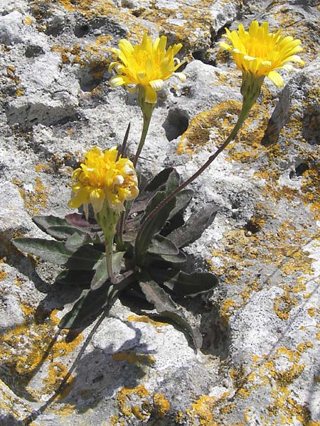 Hieracium spec6 ? \ Habichtskraut / Hawkweed, I Finale Ligure 22.5.2013
