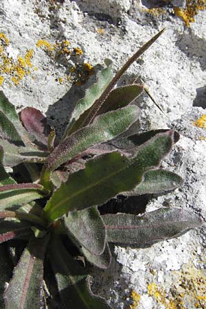 Hieracium spec6 ? \ Habichtskraut / Hawkweed, I Finale Ligure 22.5.2013