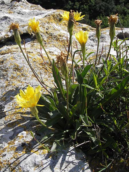 Hieracium spec6 ? \ Habichtskraut / Hawkweed, I Finale Ligure 22.5.2013