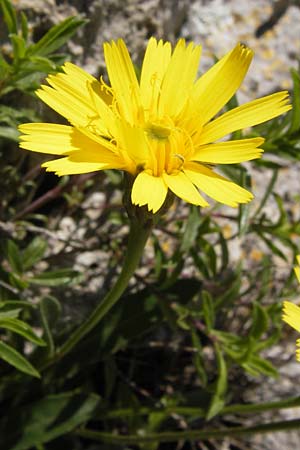 Hieracium spec6 ? \ Habichtskraut / Hawkweed, I Finale Ligure 22.5.2013