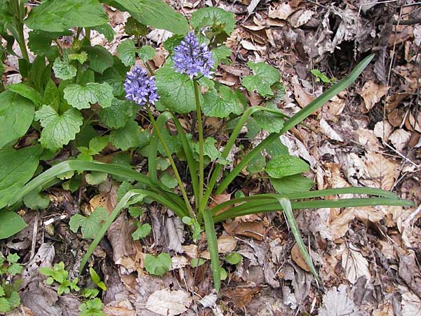 Hyacinthoides italica \ Italienisches Hasengl�ckchen / Italian Bluebell, I Liguria, Imperia, Monte Saccarello 29.5.2013