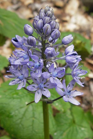 Hyacinthoides italica \ Italienisches Hasengl�ckchen / Italian Bluebell, I Liguria, Imperia, Monte Saccarello 29.5.2013