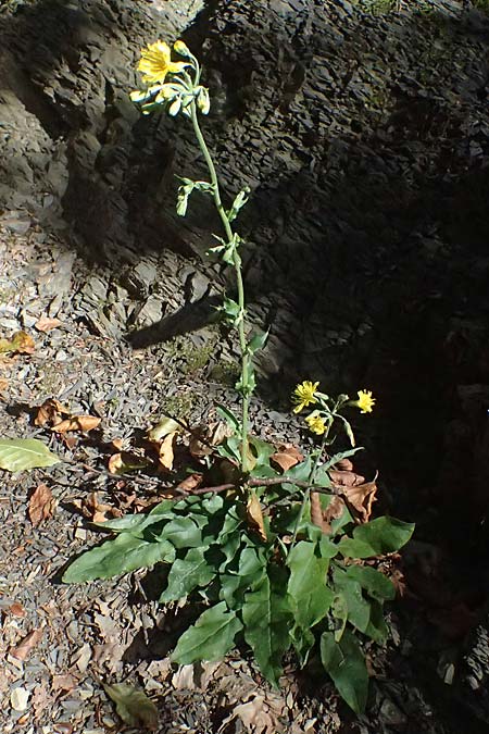 Crepis pulchra \ Glanz-Pippau / Small-Flowered Hawk's-Beard, I Liguria, Passo di Cento Croci 27.9.2023