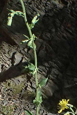 Crepis pulchra \ Glanz-Pippau / Small-Flowered Hawk's-Beard, I Liguria, Passo di Cento Croci 27.9.2023