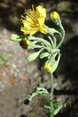 Crepis pulchra \ Glanz-Pippau / Small-Flowered Hawk's-Beard, I Liguria, Passo di Cento Croci 27.9.2023
