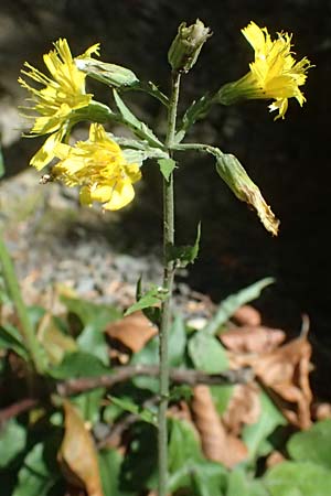 Crepis pulchra \ Glanz-Pippau / Small-Flowered Hawk's-Beard, I Liguria, Passo di Cento Croci 27.9.2023