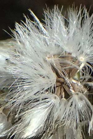 Crepis pulchra \ Glanz-Pippau / Small-Flowered Hawk's-Beard, I Liguria, Passo di Cento Croci 27.9.2023