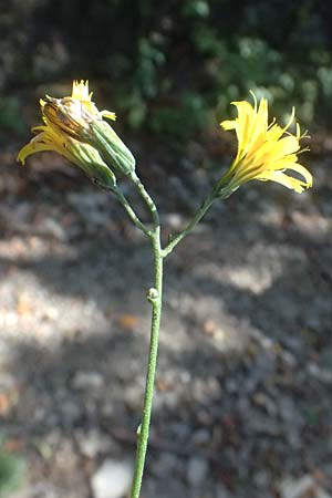 Crepis pulchra \ Glanz-Pippau / Small-Flowered Hawk's-Beard, I Liguria, Passo di Cento Croci 27.9.2023