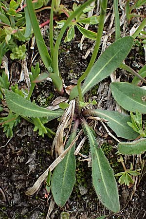 Hieracium lactucella \ Ge�hrtes Habichtskraut / European Hawkweed, I Passo di Gavia 6.7.2026