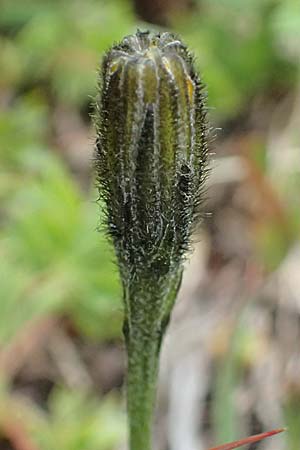 Hieracium lactucella \ Ge�hrtes Habichtskraut / European Hawkweed, I Passo di Gavia 6.7.2026