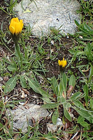 Hieracium lactucella \ Ge�hrtes Habichtskraut / European Hawkweed, I Passo di Gavia 6.7.2026