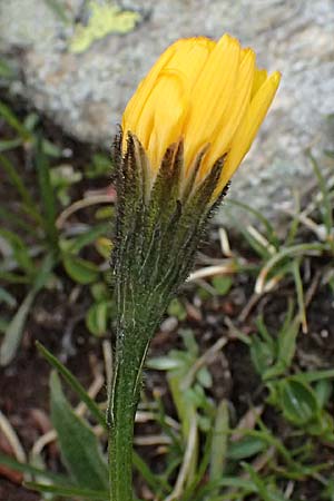 Hieracium lactucella \ Ge�hrtes Habichtskraut / European Hawkweed, I Passo di Gavia 6.7.2026