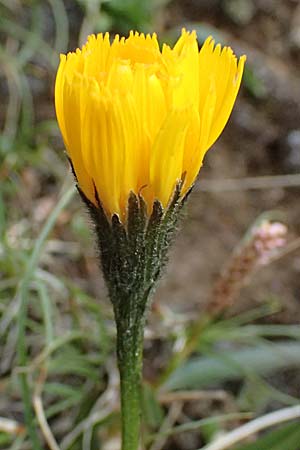 Hieracium lactucella \ Ge�hrtes Habichtskraut / European Hawkweed, I Passo di Gavia 6.7.2026
