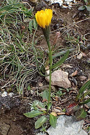 Hieracium lactucella \ Ge�hrtes Habichtskraut / European Hawkweed, I Passo di Gavia 6.7.2026