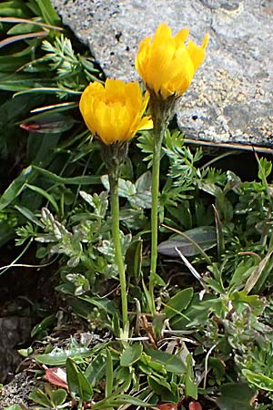 Hieracium lactucella \ Ge�hrtes Habichtskraut / European Hawkweed, I Passo di Gavia 6.7.2026