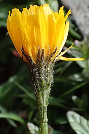 Hieracium lactucella \ Ge�hrtes Habichtskraut / European Hawkweed, I Passo di Gavia 6.7.2026