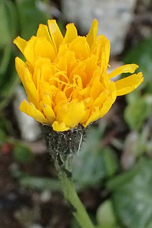 Hieracium lactucella \ Ge�hrtes Habichtskraut / European Hawkweed, I Passo di Gavia 6.7.2026