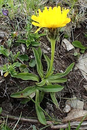 Hieracium lactucella \ Ge�hrtes Habichtskraut / European Hawkweed, I Passo di Gavia 6.7.2026