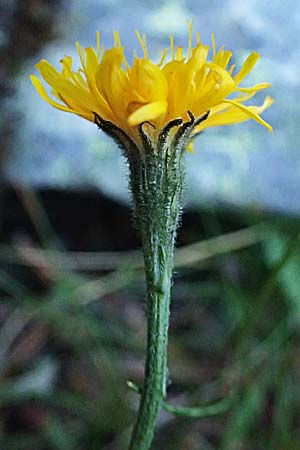Hieracium lactucella \ Ge�hrtes Habichtskraut / European Hawkweed, I Bormio 9.7.2026