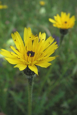 Leontodon hispidus \ Rauer Lwenzahn, Steifhaariges Milchkraut / Rough Hawkbit, I Monti Sibillini 8.6.2007