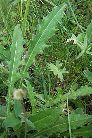 Leontodon hispidus \ Rauer Lwenzahn, Steifhaariges Milchkraut / Rough Hawkbit, I Monti Sibillini 8.6.2007