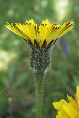 Leontodon hispidus \ Rauer Lwenzahn, Steifhaariges Milchkraut / Rough Hawkbit, I Monti Sibillini 8.6.2007