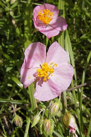 Helianthemum nummularium subsp. semiglabrum ? \ Kahles Sonnenr�schen / Glabrous Rock-Rose, I Liguria, Zuccarello 19.5.2013