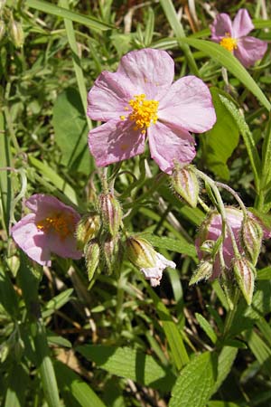 Helianthemum nummularium subsp. semiglabrum ? \ Kahles Sonnenr�schen / Glabrous Rock-Rose, I Liguria, Zuccarello 19.5.2013