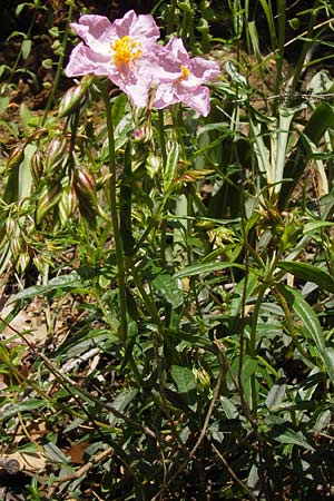Helianthemum nummularium subsp. semiglabrum ? \ Kahles Sonnenr�schen / Glabrous Rock-Rose, I Liguria, Zuccarello 19.5.2013
