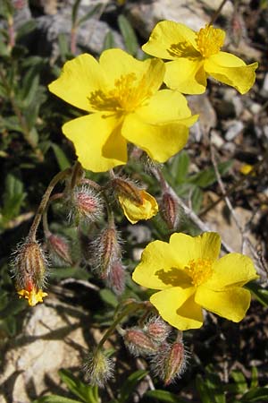 Helianthemum italicum \ Italienisches Sonnenr�schen / Italian Rock-Rose, I Liguria, Toirano 20.5.2013