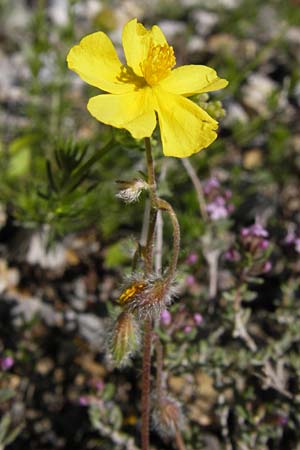 Helianthemum italicum \ Italienisches Sonnenr�schen / Italian Rock-Rose, I Liguria, Toirano 20.5.2013