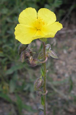 Helianthemum nummularium subsp. semiglabrum ? \ Kahles Sonnenr�schen / Glabrous Rock-Rose, I Liguria, Piana Crixia 21.5.2013