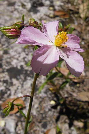 Helianthemum nummularium subsp. semiglabrum \ Kahles Sonnenr�schen / Glabrous Rock-Rose, I Finale Ligure 22.5.2013