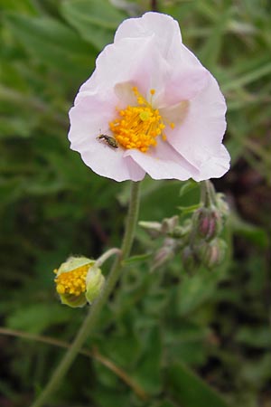 Helianthemum nummularium subsp. semiglabrum ? \ Kahles Sonnenr�schen / Glabrous Rock-Rose, I Liguria, Loano 28.5.2013