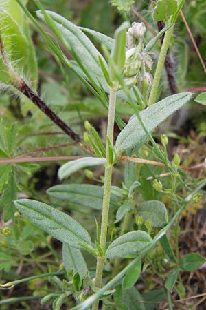 Helianthemum nummularium subsp. semiglabrum ? \ Kahles Sonnenr�schen / Glabrous Rock-Rose, I Liguria, Loano 28.5.2013