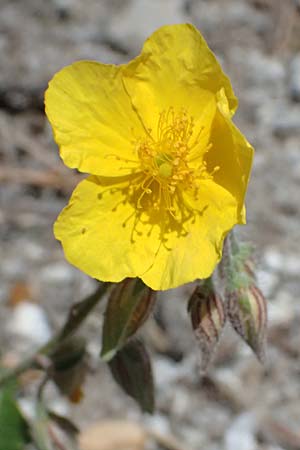 Helianthemum nummularium ? \ Kleinbl�ttriges Sonnenr�schen / Common Rock-Rose, I Lago di Cancano 10.7.2026