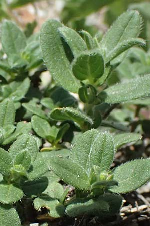 Helianthemum nummularium ? \ Kleinbl�ttriges Sonnenr�schen / Common Rock-Rose, I Lago di Cancano 10.7.2026