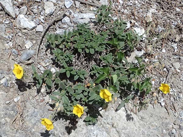 Helianthemum nummularium ? \ Kleinbl�ttriges Sonnenr�schen / Common Rock-Rose, I Lago di Cancano 10.7.2026
