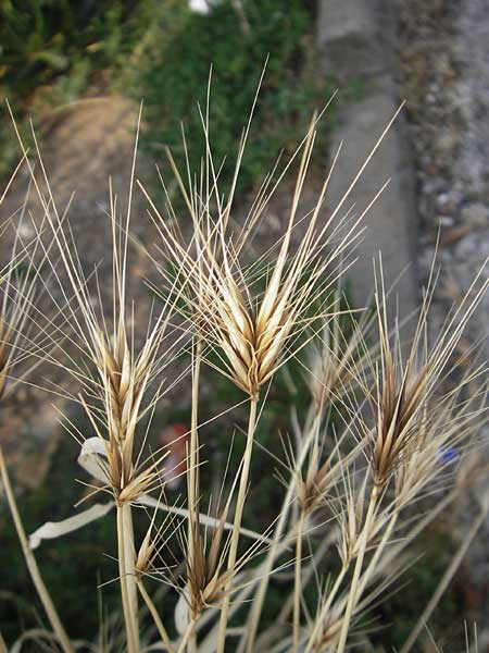 Taeniatherum caput-medusae \ Medusenhaupt / Medusahead Rye, I Trieste 27.6.2010