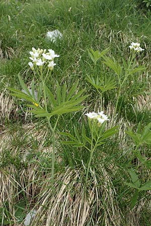 Cardamine heptaphylla \ Siebenblttrige Zahnwurz / Pinnate Coral-Root, I Alpi Bergamasche, Pizzo Arera 9.6.2017