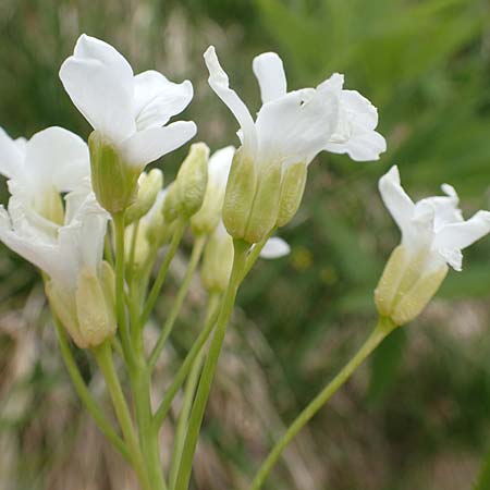 Cardamine heptaphylla \ Siebenblttrige Zahnwurz / Pinnate Coral-Root, I Alpi Bergamasche, Pizzo Arera 9.6.2017